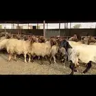 غنم نعيم دفيع