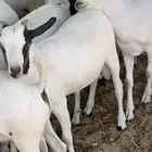 تيوس طيبة ما شاء الله
