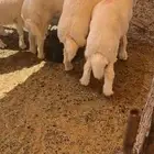 بهم ذبايح حريات