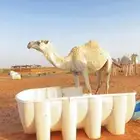 بكره ثنيه