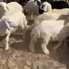 بهم