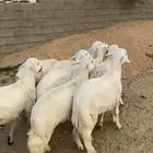 خرفان