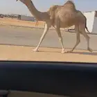 بكر جذعه لقحه على بعير طيب ومنتج