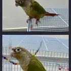 كنيور للبيع هدد و يرقص