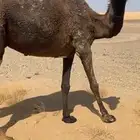 ناقه مجهم القحه