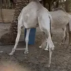 قعود وبكره للبيع