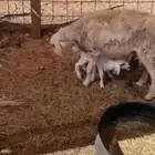 غنم حريه متبع معها خرفان سلم وروم