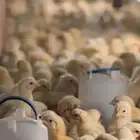 صوص لاحم