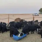معزا عوارض بفحولها دفيع وضريع