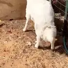 طلي حري جبر عمره 7 شهور وفوق