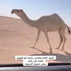 للبيع لقحه كفو