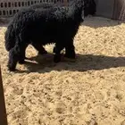 خرفان للبيع