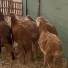 طليان سواكني تربيه شهرين نظيفه على الشرط