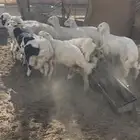 للبيع غنم طليان ورخال