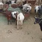 معزا حص دفيع وليد