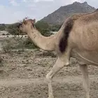 ناقه مبيوع ولدها حمرا للبيع