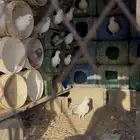 حمام فرنسي وكم جوز سلفر