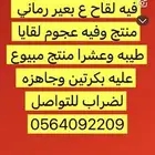 للبيع ابل الوضح لقاح وعشرا منتج وبكار لقايا