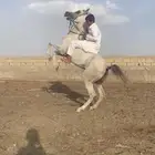 حصان