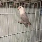 جوز روز منتج وجاهز للنتاج شرط العمر سنه وشوي