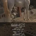 حصان واهو للبيع