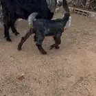 عنز معها جفره