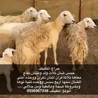 ضان حري صنف