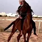 حصان كفو