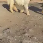 جذع عيسي كفوو