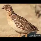 للبيع امريعيات