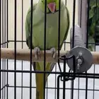ببغاء دره هندي ذكر اليف
