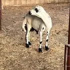 طلي جذع رفيدي بلدي