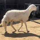 طلي فحل جذع