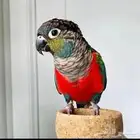 كريمسون كنيور (ذكر)