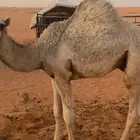 قعود ذبيحه
