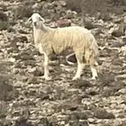 للبيع طلي صنف فاخر مشروط