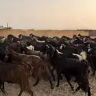 معزا مراح للبيع