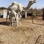 خلفه كفووو هديه ومنيحه