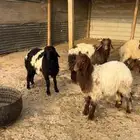 ذبايح نعيم طيبه
