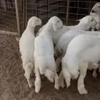 للبيع حريات