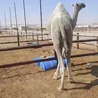 قعود حق قصب طيب