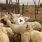 رخال بلدي