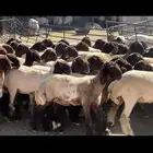 جذعات نعيم مقاني