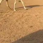 قعود فردي