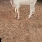 فحل حجازي خصم