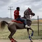 حصان واهو مستورد من الإمارات ولد بطل العالم اي جي عجمان