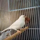 كناري سوري مغرد شرط (انباع انباع)