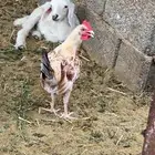 دجاج ابيض للبيع