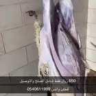 برابر جذعان