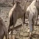 قعود مفرود